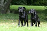 CANE CORSO 1212
